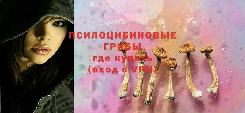 Псилоцибиновые грибы Cubensis  Димитровград 